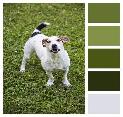 Jack Russell Terrier Pet Dog Image